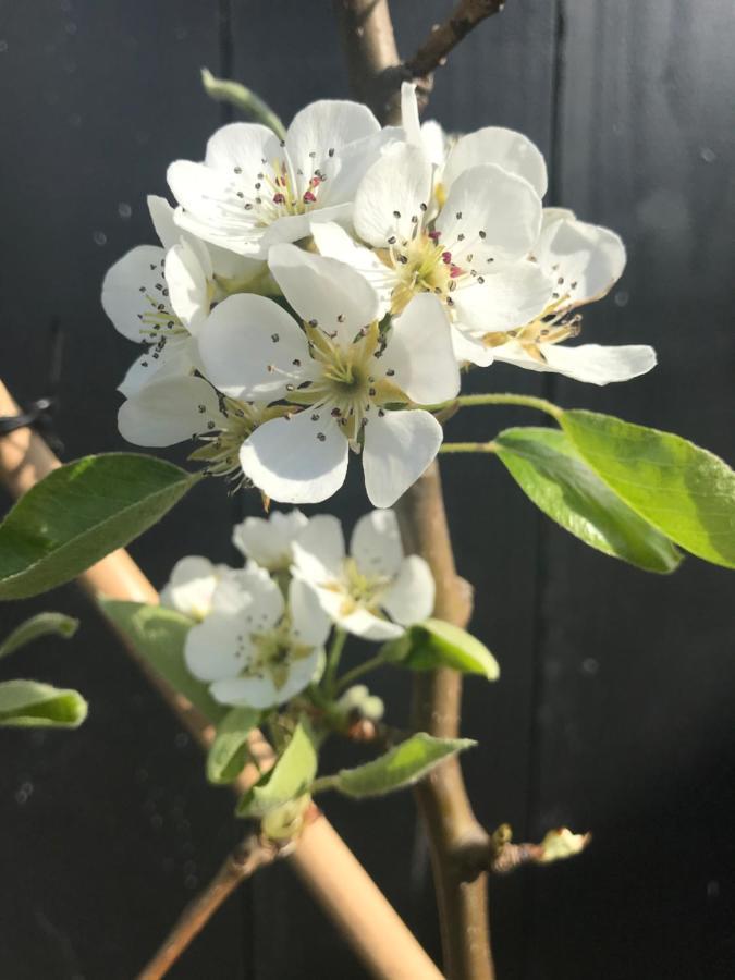 Saenliefde Wormer Buitenkant foto